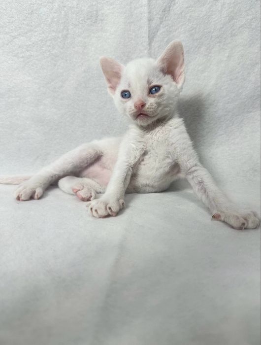 Котики Девон рекс/Devon rex