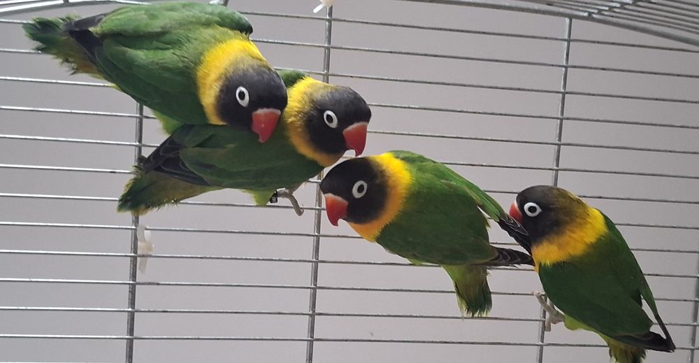 papużki nierozłączki