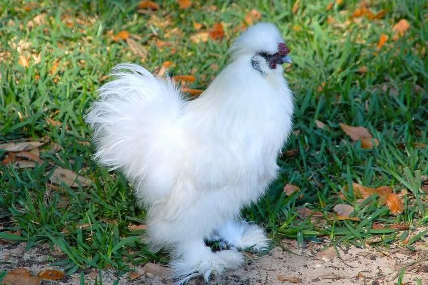 Dispenso Ovos de Galinhas de Raças Puras Sem Consanguinidade