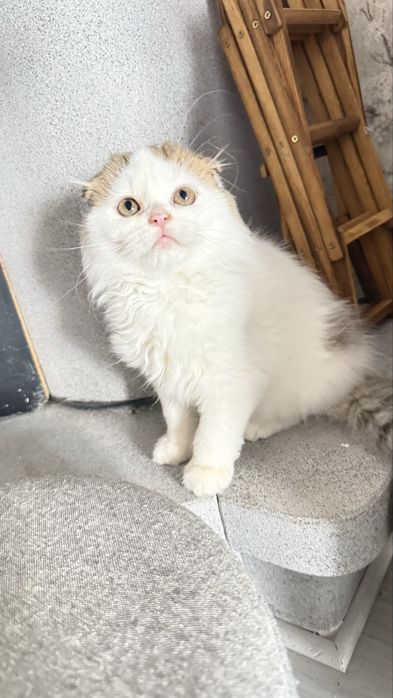 Femea scottish fold de pelo longo