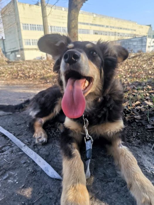 Лейла шукає своїх людей