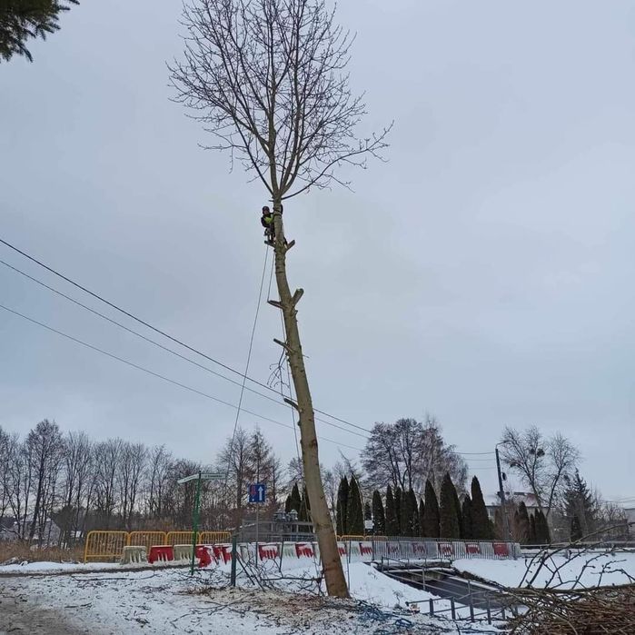Wycinka drzew metoda alpinistyczna / tradycyjna