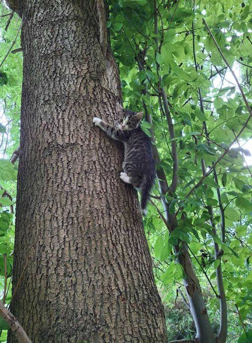 Kociaki do pilnej adopcji