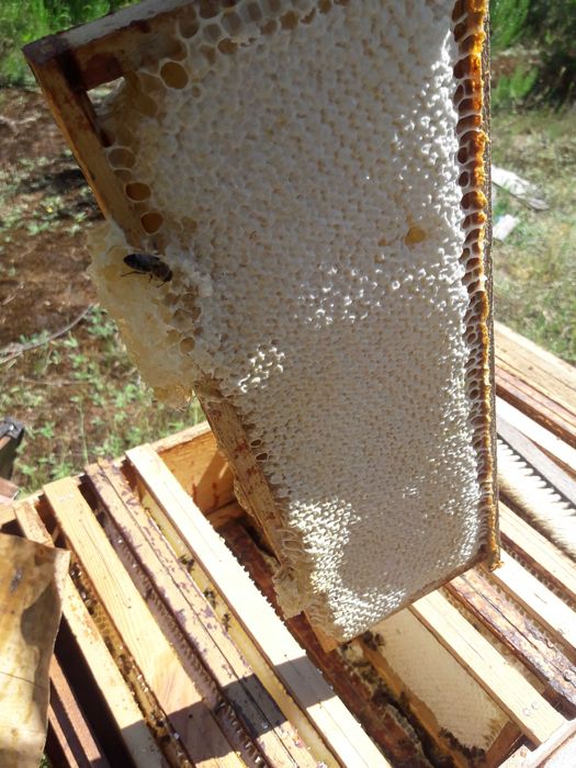 Odkłady Dadant  2026