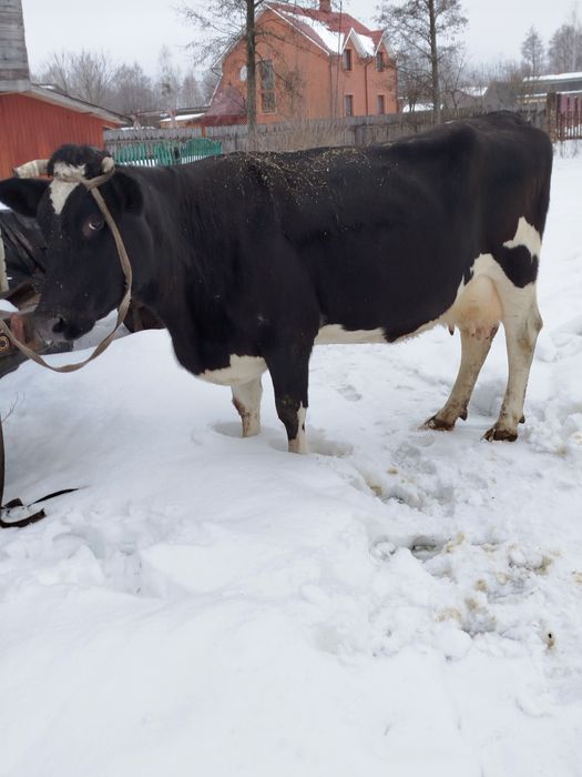 Продам молоду корову