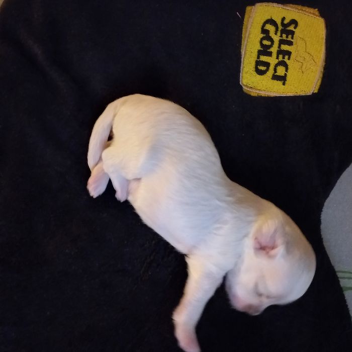 Мальтійська болонка в'язка