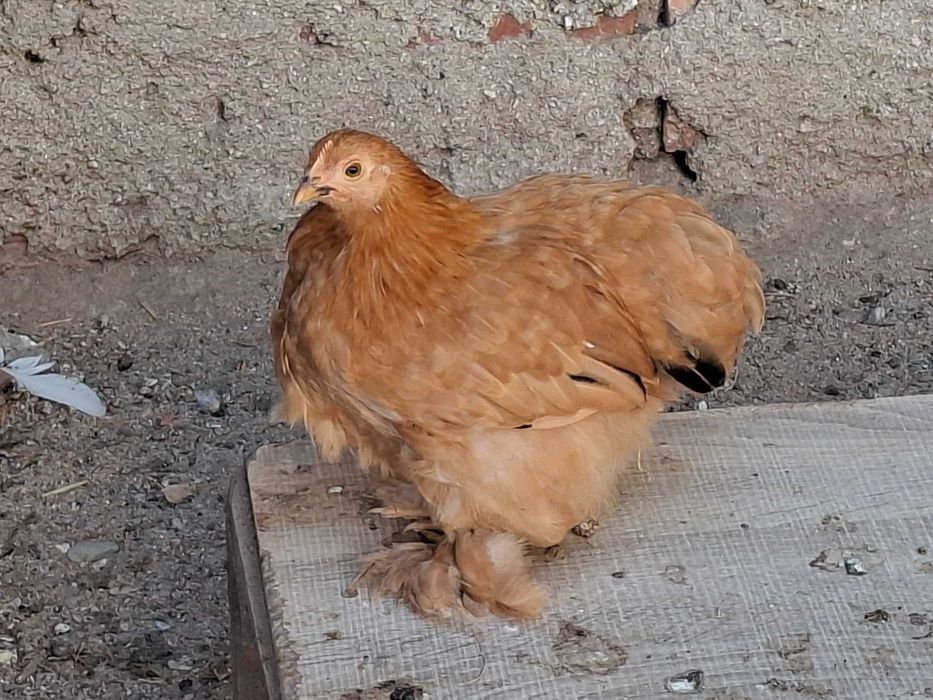 Vendo Galinhas de Pekin mutacoes