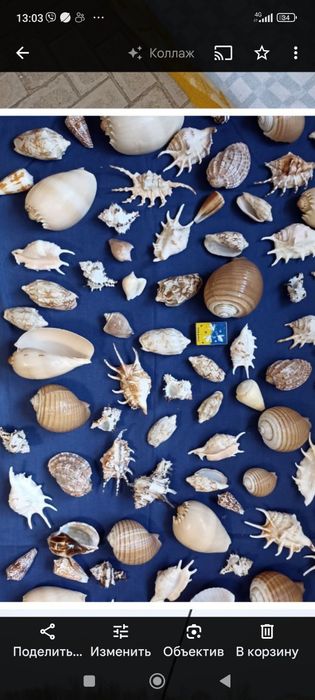 Ракушки морские и океанические