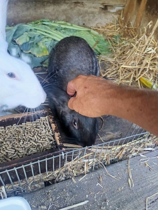 Casal de coelhos domésticados