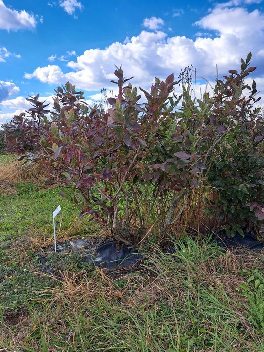 Borówka amerykańska