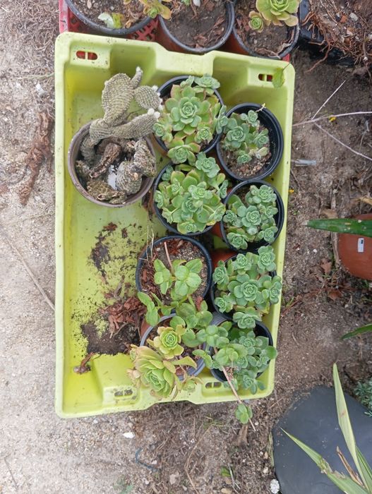 Lote de suculentas 20 unidades por 5€