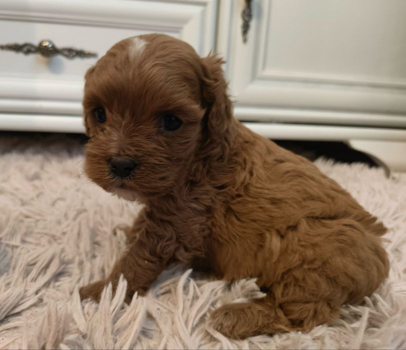 Cavapoo wesoła suczka