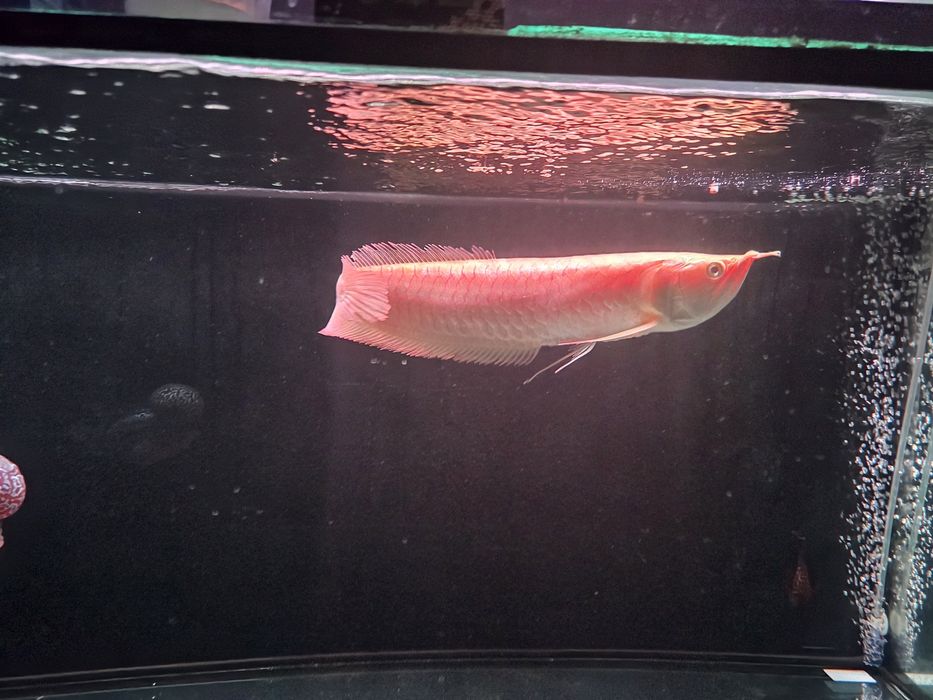 Vendo/Troco Arowana albina 35-40cm