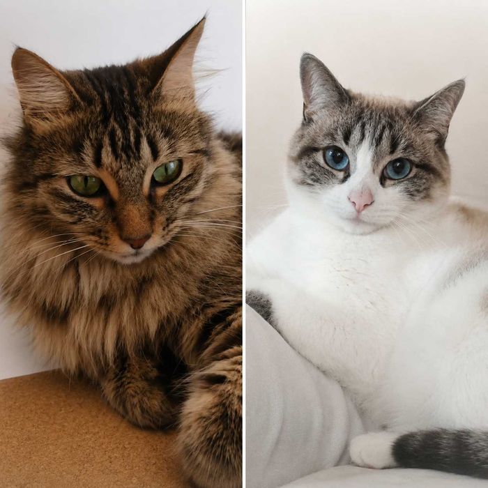 Adoção Responsável — Duas gatas esterelizadas