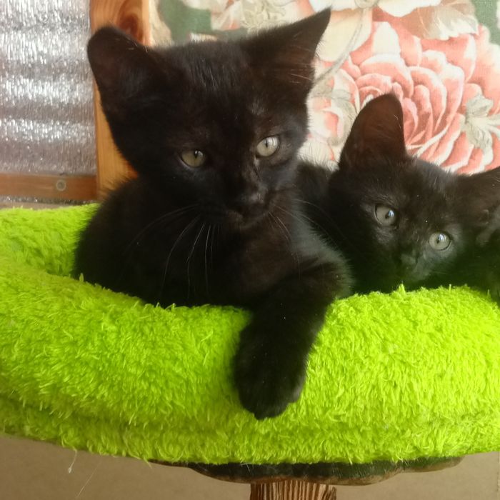 Котики в добри руки
