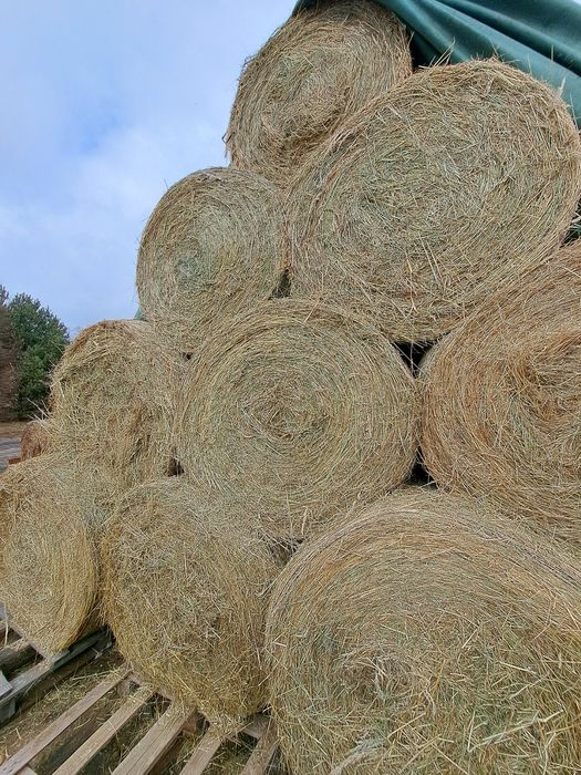 Siano w balotach z TRANSPORTEM 24/42