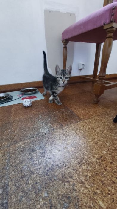 Tigresa para adoção
