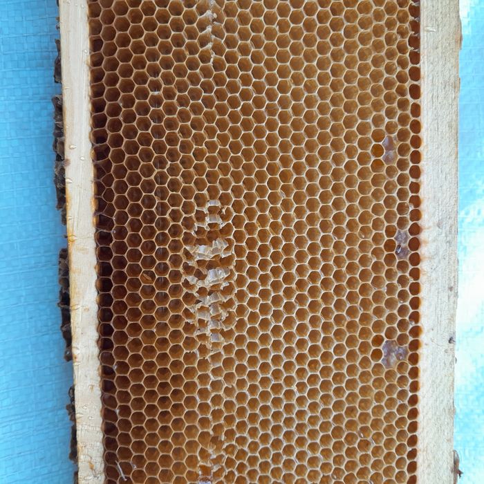 145 суш.          .