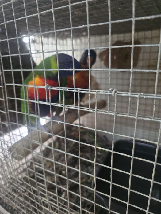 Casal adulto de loris muluculanos