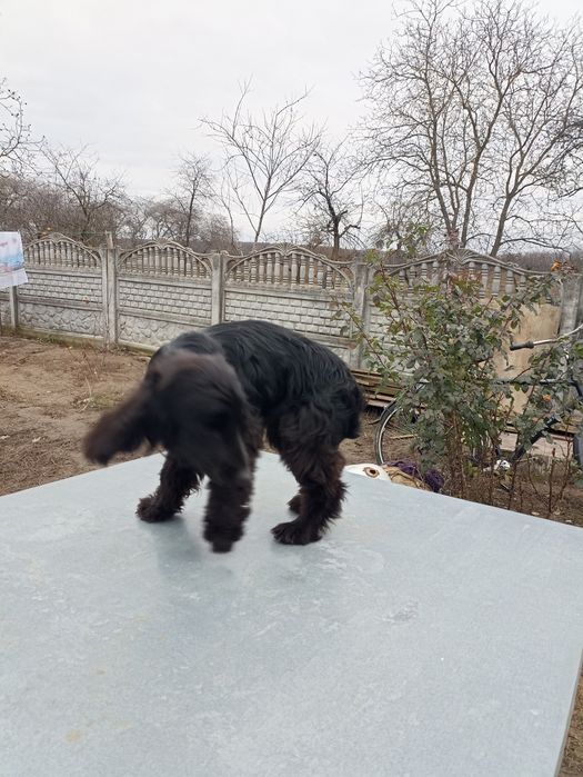 Чорний англійський спаніель