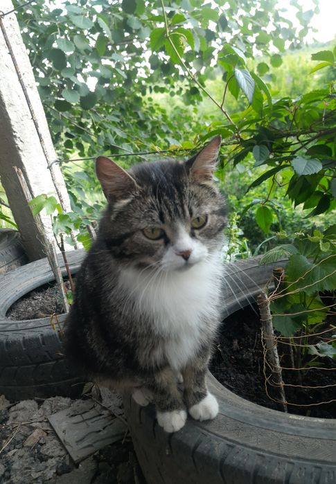 Кошенята шукають сім'ю