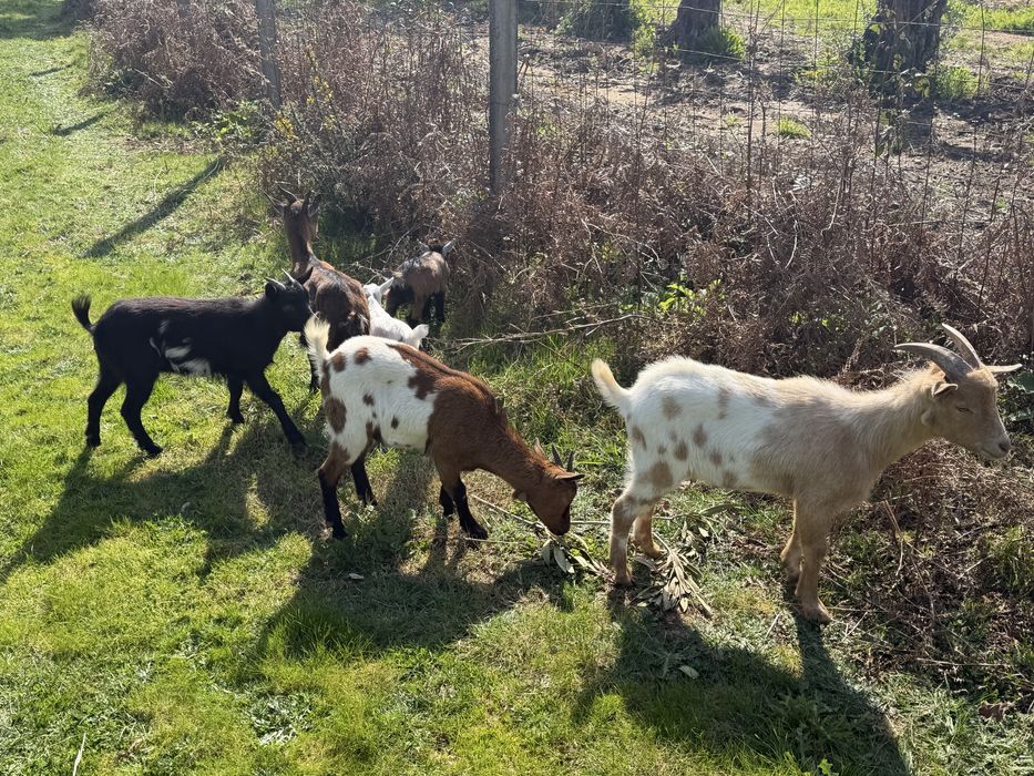 Rebanho de 7 cabras anas