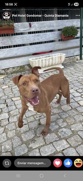Menina pitbull de 5 aninhos para adopção