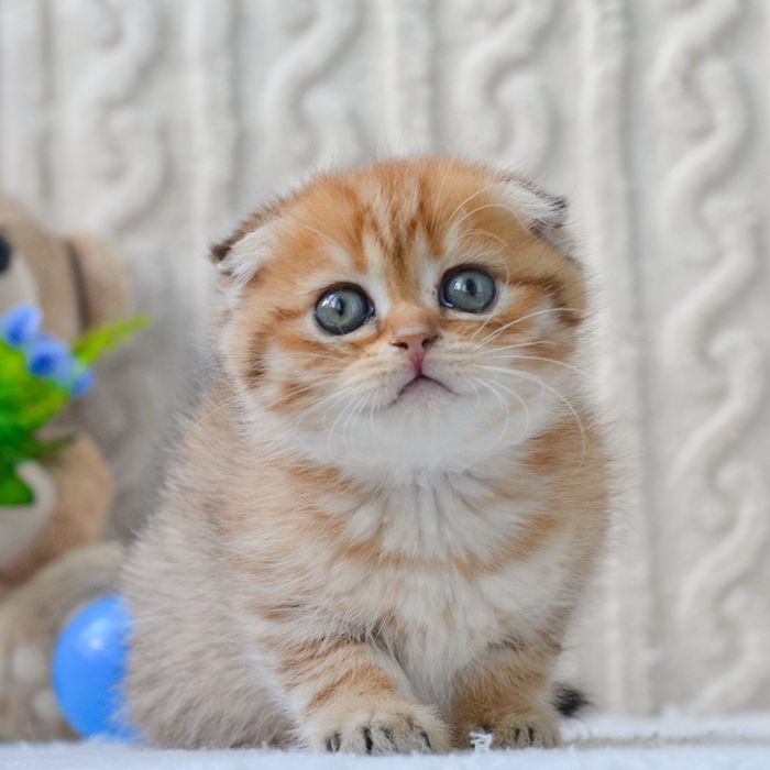 Золоте кошеня шукає дім