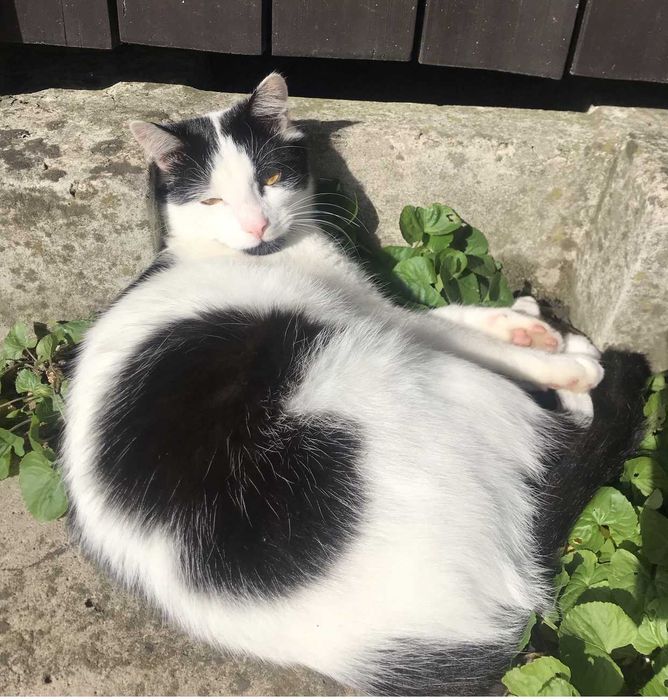 biało czarny kot z czarną brodą