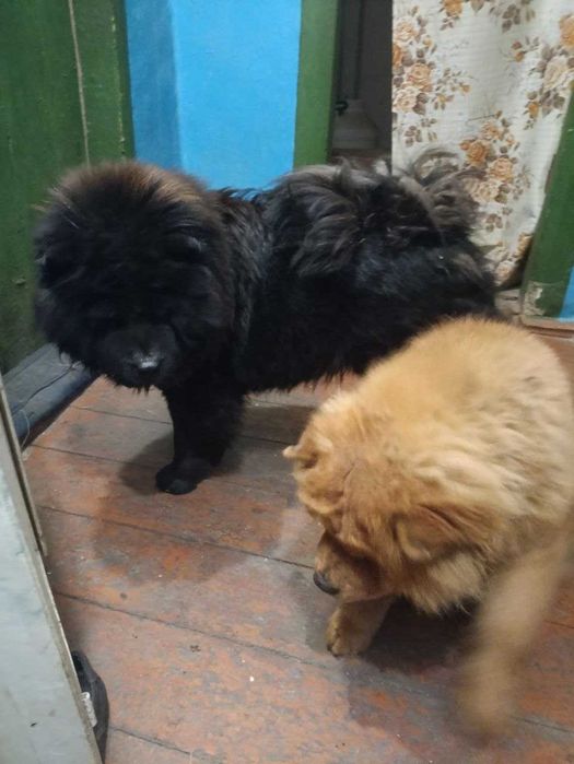 Продам Щенята Чау Чау