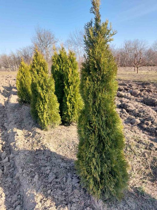 Продам тую  Смарагд