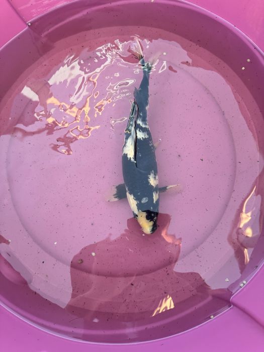 Carpa koi criacao 2024