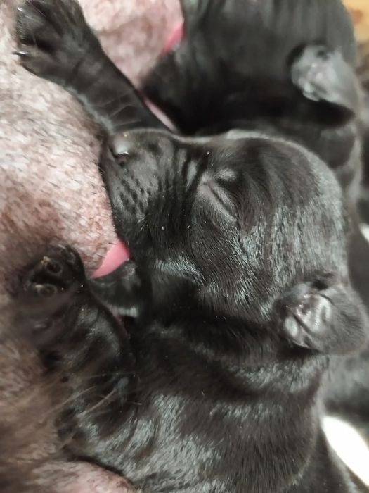 Мінішнауцер цуценята  !