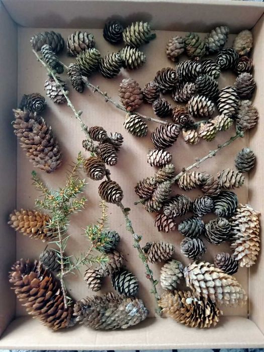 Шишки , пір'я, колосся різні для декору та поробок