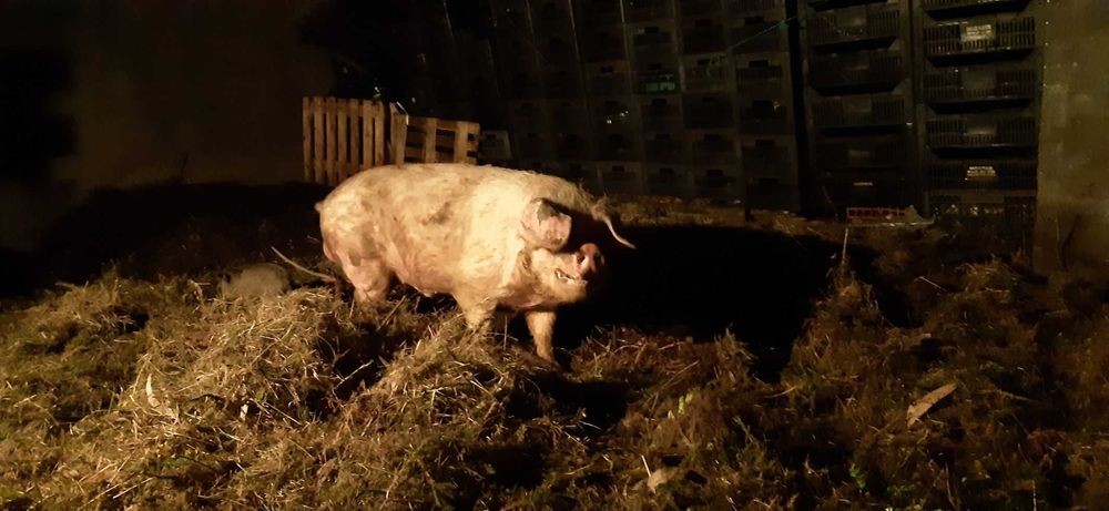 Leitões/Porcos/Porcas