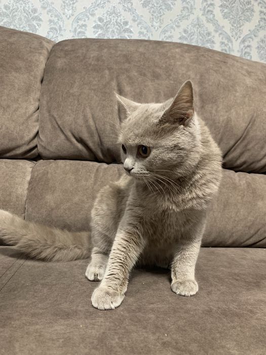 Продається Лілова Британка