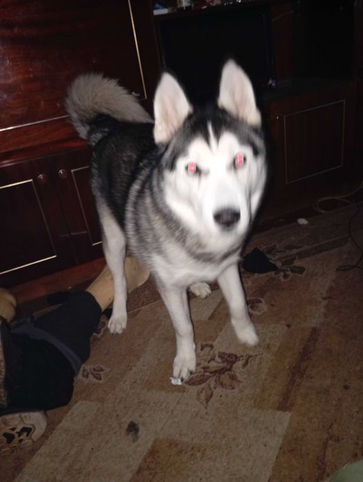 Продам хаскі 7 місяців