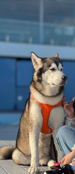 Отдам в хорошие руки маламута