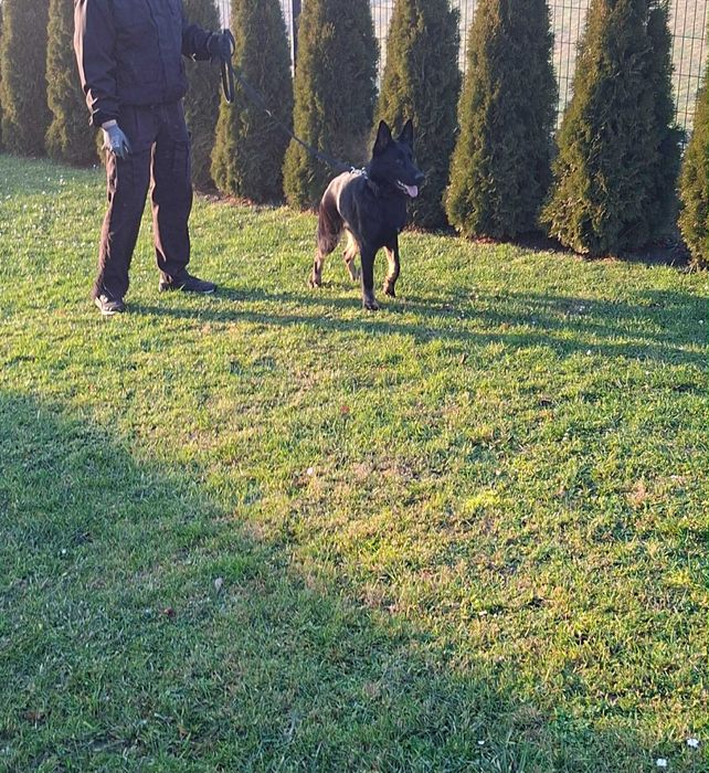 Owczarkek niemiecki użytkowy FCI