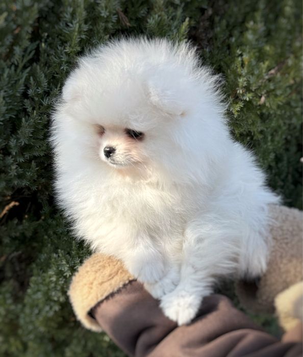 Szpic miniaturowy Pomeranian Zkwp FCI Miś