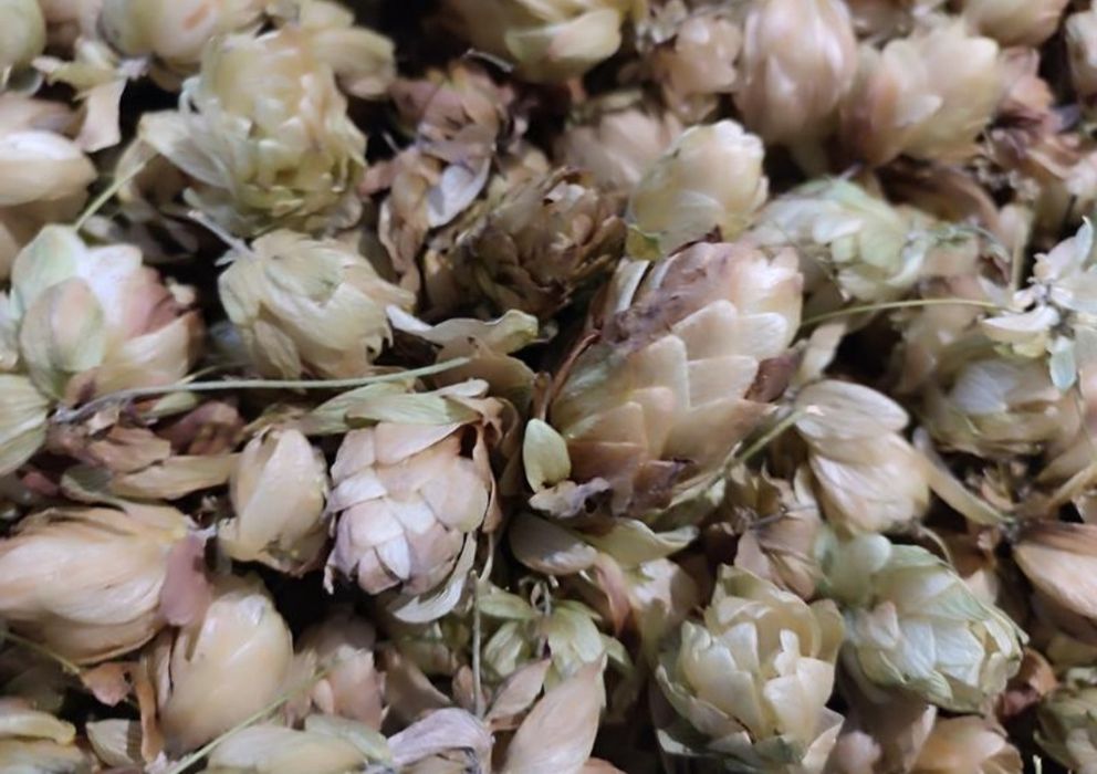 Тыква, гарбуз домашний