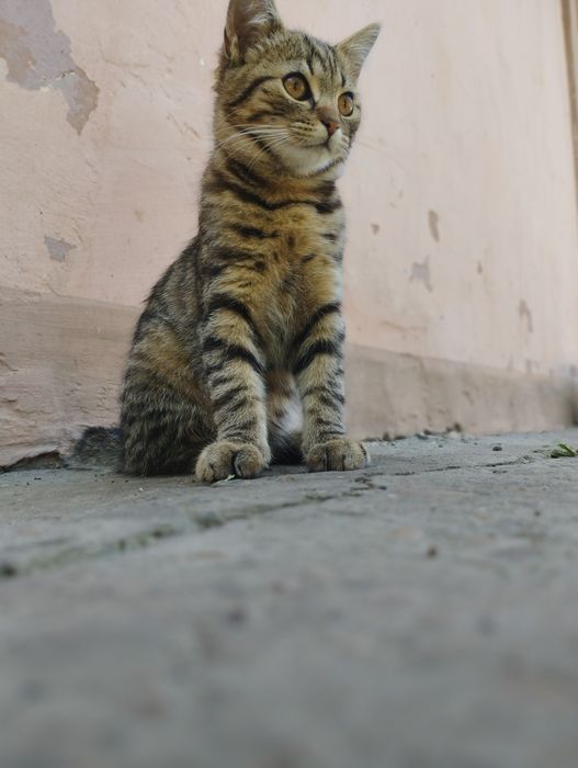 Кошенятко дівчатка