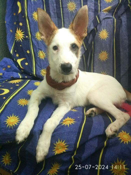 Луна в добрые руки!