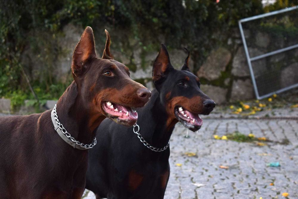 Doberman pinscher cheap olx