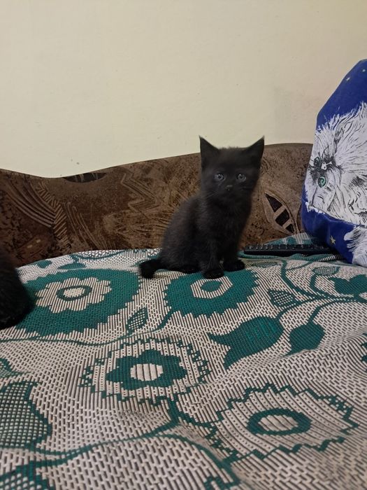 Котенята кошеня висловухі та прямовухі