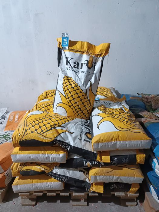 У продажу насіння кукурудзи