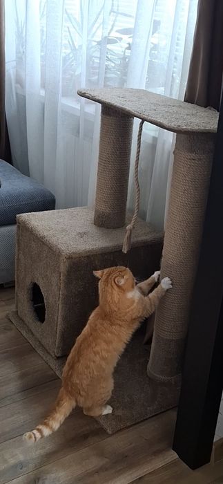 Когтеточка, домик для кошки.