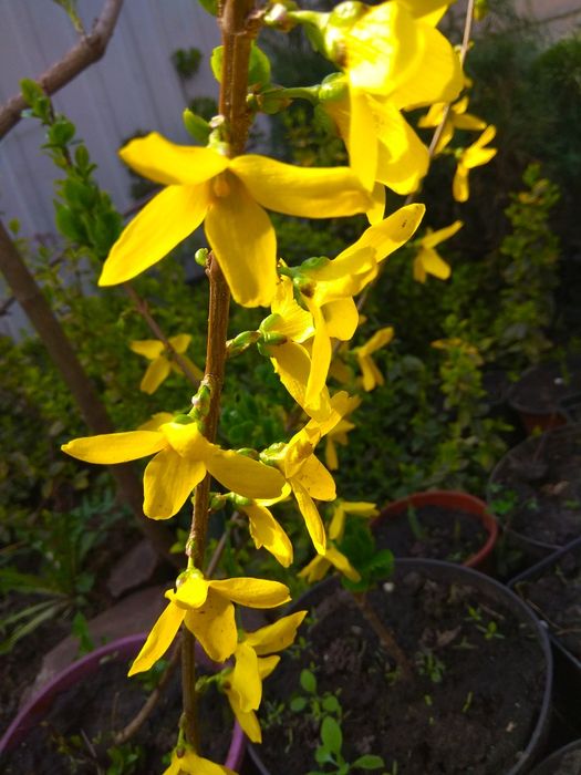 Лаванда. Можевельник. Барбарис. Ива.