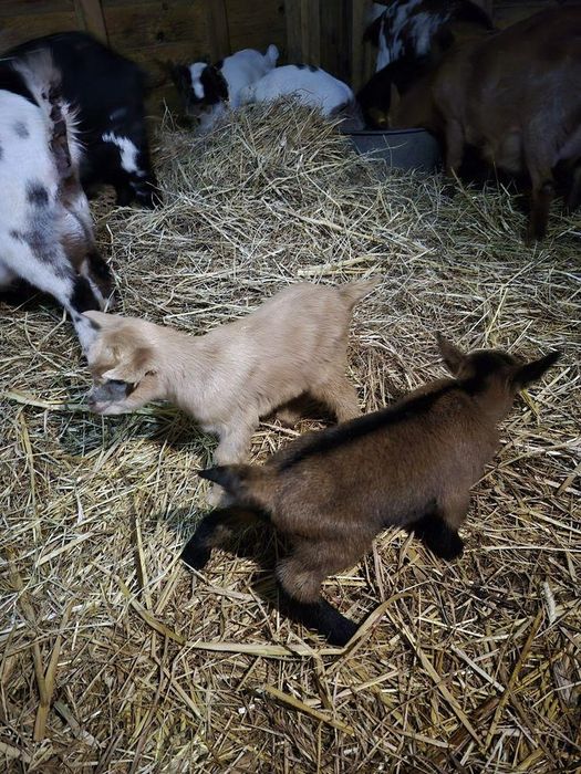 cabritos anões s/ e c/ornos ideais para crianças e limpar terreno