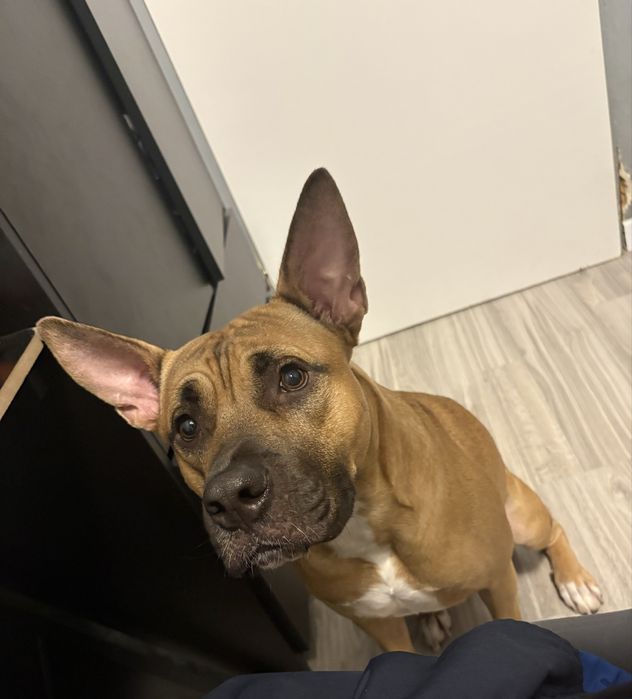Pies - Amstaff mix z owczarkiem belgijskim